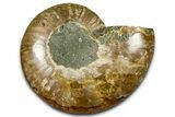 Cut & Polished Ammonite Fossil (Half) - Madagascar #377618-1